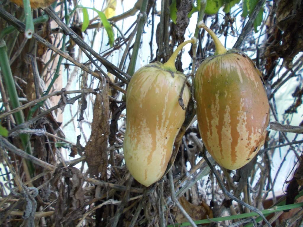 images/stories/virtuemart/product/DSCN0402 (Medium)